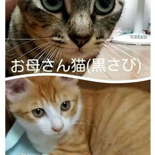 保護猫ちゃんの里親募集！出来れば親子でお願いしますm(_ _)m