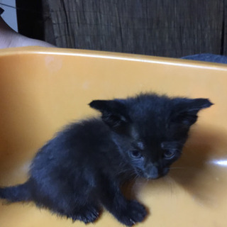 4匹の仔猫／里親決定！皆様ありがとうございました！
