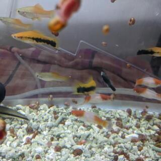 熱帯魚　アルビノソードテール　ゴースト、パイナップル　黒ラインソ...