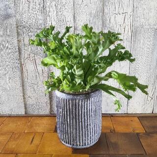 【観葉植物】  アスプレニウム クリーシー
