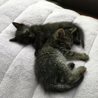 黒、しま模様の可愛い子猫(情報更新①)