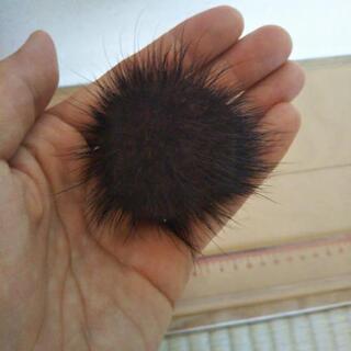 ふわふわブローチの画像