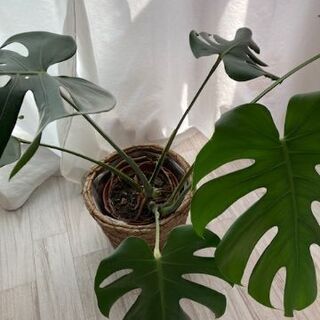 【観葉植物】モンステラ（高さ約60cm）