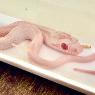 蛇飼いさんと繋がりたい🐍