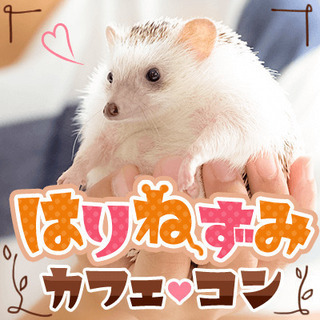 《動物カフェコン♥ハリネズミ編》動物好きの優しい方大集合♡