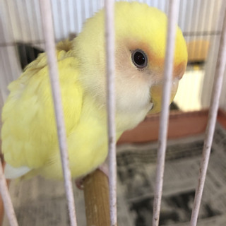 保護してます、コザクラインコ