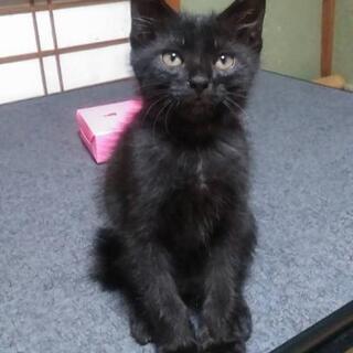 里親募集　2ヶ月の子猫3匹と母猫