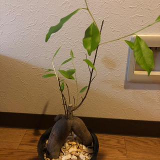 観葉植物　ガジュマル