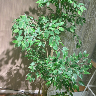 (決まりました)イケアの170cm+ニトリの140cm フェイクグリーンの画像