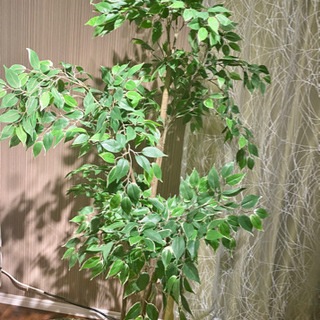 (決まりました)イケアの170cm+ニトリの140cm フェイク...