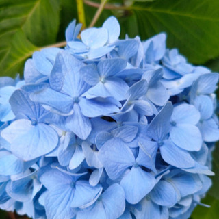 悩み•孤独•雑談などなんでも聞きます🌸