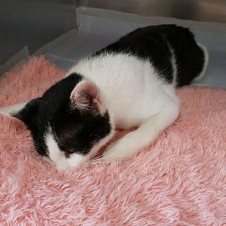 白黒ハチワレ　推定1才　(里親決まりました）