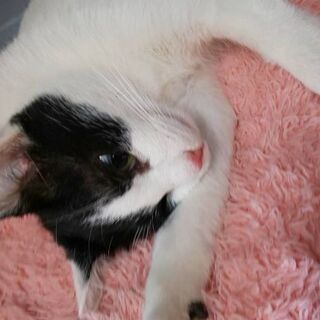 白黒ハチワレ　推定1才　(里親決まりました） - 高島市