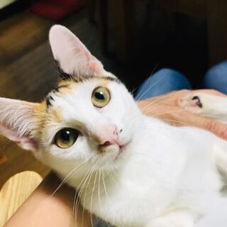 三毛猫 メス 　５ヶ月～半年（再募集）