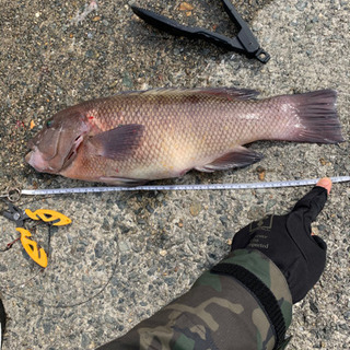 明日の朝から釣り
