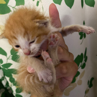 子猫(生後2.3週間)の里親を募集してます。