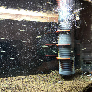 ハヤの稚魚