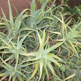 多肉植物　サボテン　キダチアロエ 約80cm箱詰めの画像