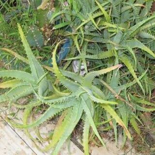 多肉植物　サボテン　キダチアロエ 約80cm箱詰めの画像