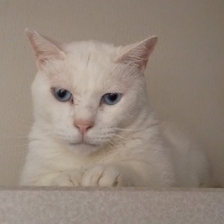 うちのねこちゃんになりました。