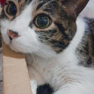 ニャン友募集しますฅ^•ﻌ•^ฅ✨