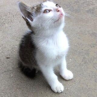 親とはぐれた子猫を保護しました