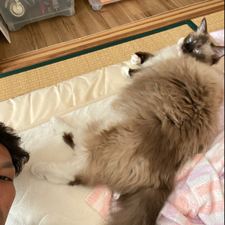 ゴルフ仲間募集