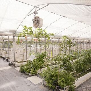 【障がい者求人】お野菜づくりのお仕事♪農園スタッフ募集中！「わーくはぴねす農園 ちば花見川ファーム」の画像