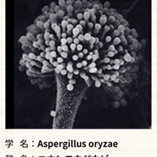 ３０分で仕込める手作り味噌の画像
