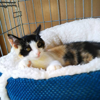 生後4ヶ月♡三毛猫♀