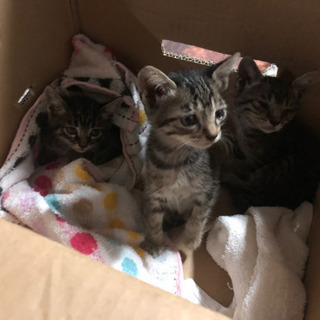 子猫3匹 キジトラ兄弟