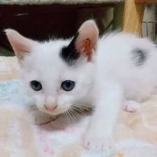 里親様決まりました!(^^)!ありがとうございました。