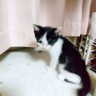 可愛い子猫ちゃん家族の一員に迎えてください!(^^)! - 鞍手郡