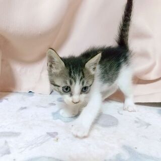 可愛いキジ柄子猫ちゃん里親様決まりましたありがとうございました!...