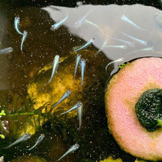 1名様限定マリンブルーの稚魚残り5まで🐟運が良ければ卵のおまけ