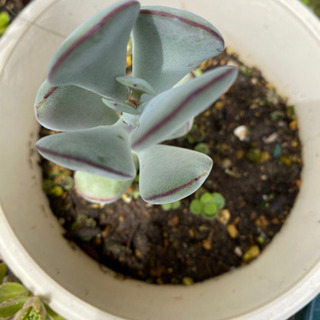 金の成る木　多肉植物　サボテン　観賞用の画像