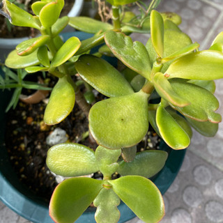 金の成る木　多肉植物　サボテン　観賞用の画像