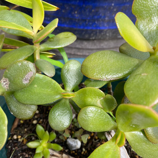 金の成る木　多肉植物　サボテン　観賞用の画像