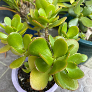 金の成る木　多肉植物　サボテン　観賞用