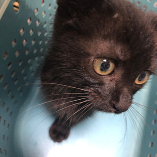 推定二ヶ月黒猫