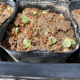 多肉植物　子宝