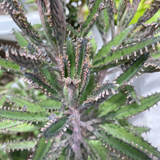 多肉植物　子宝の画像