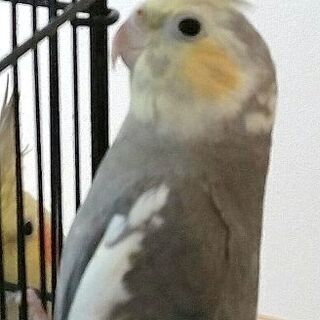 近辺でオカメインコを家族にお迎えしている方(^-^)