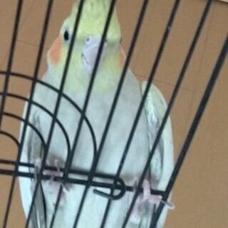 近辺でオカメインコを家族にお迎えしている方(^-^) - 安曇野市