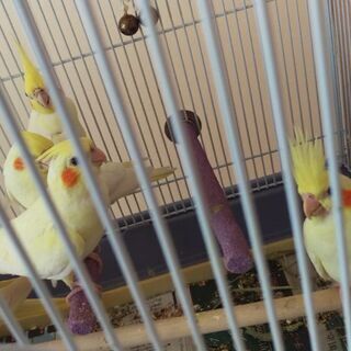 近辺でオカメインコを家族にお迎えしている方(^-^) - 友達