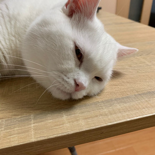 募集一時停止☆人懐っこいスコティッシュフォールド - 猫