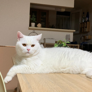 募集一時停止☆人懐っこいスコティッシュフォールドの画像