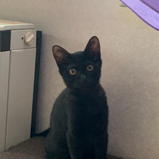 ★子猫ゆずります★黒猫ちゃん、まっすぐシッポ、男の子