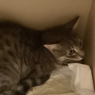 猫の里親募集　届出済み（飼い主不在を確認済み）