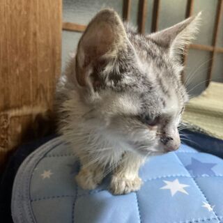 子猫保護しました。